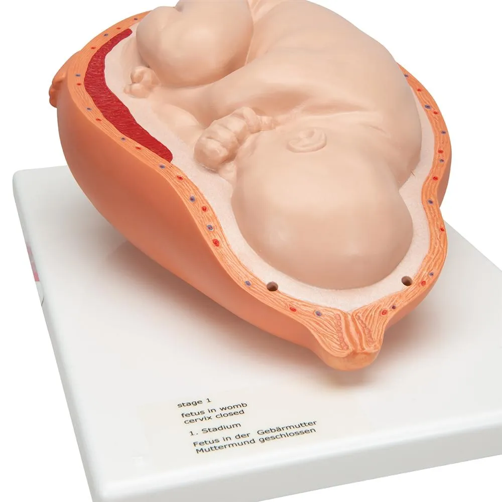 Birthing Process Model - 5 Stages