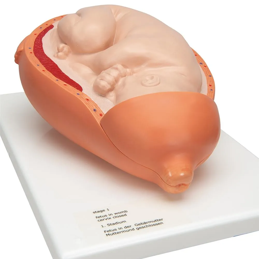 Birthing Process Model - 5 Stages