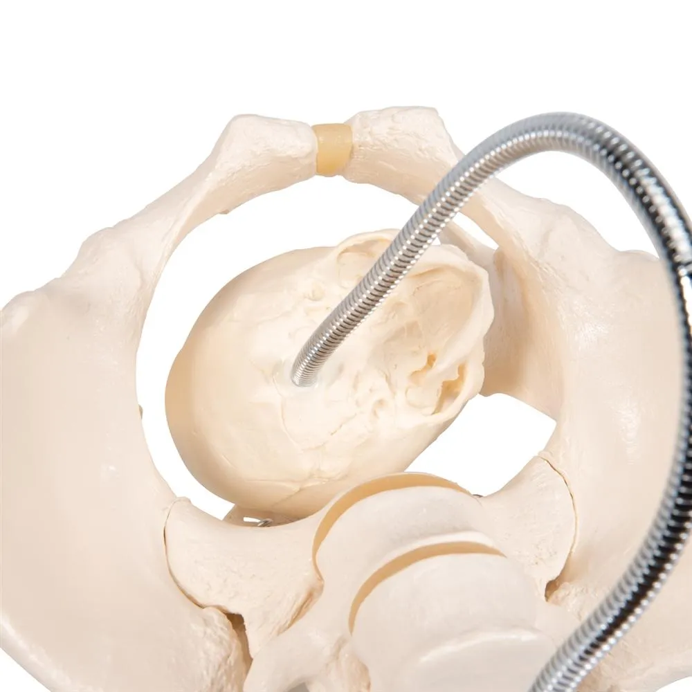 Childbirth Demonstration Pelvis