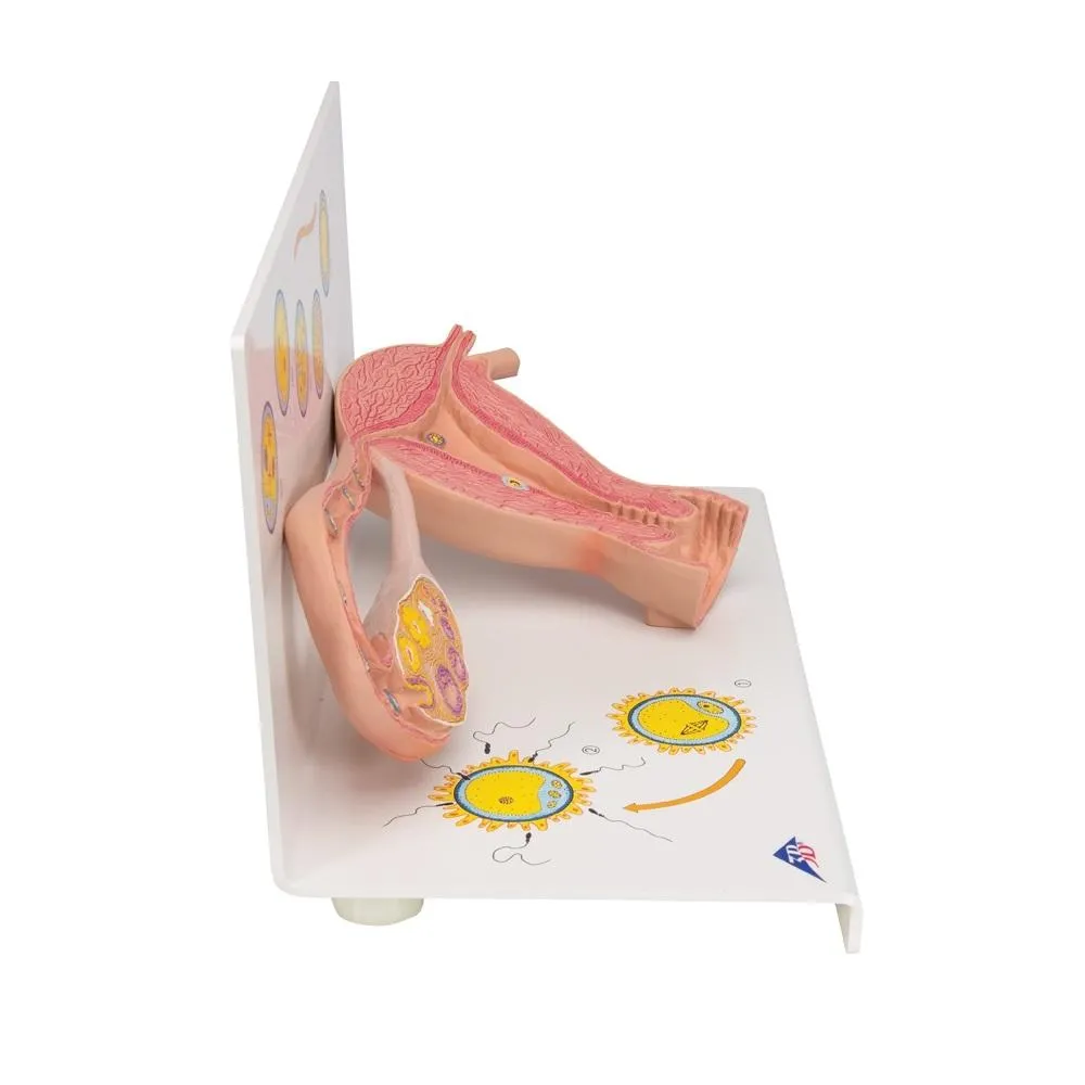 Stages of Fertilization & Development of the Embryo, 2x magnified