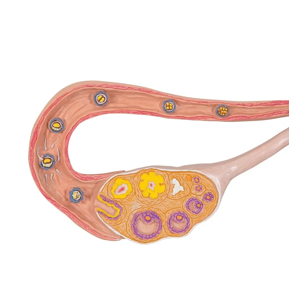 Stages of Fertilization & Development of the Embryo, 2x magnified