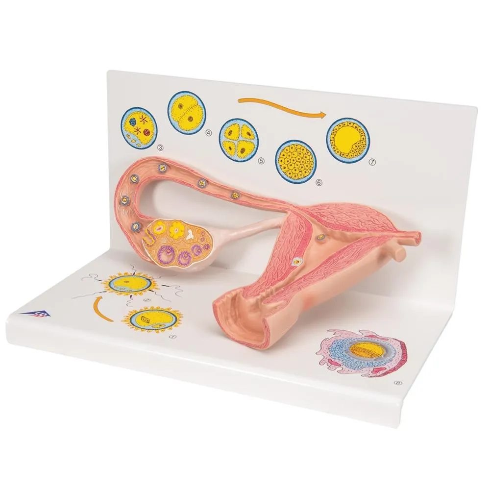 Stages of Fertilization & Development of the Embryo, 2x magnified